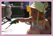 Feeding parakeets at the Ft. Worth Zoo